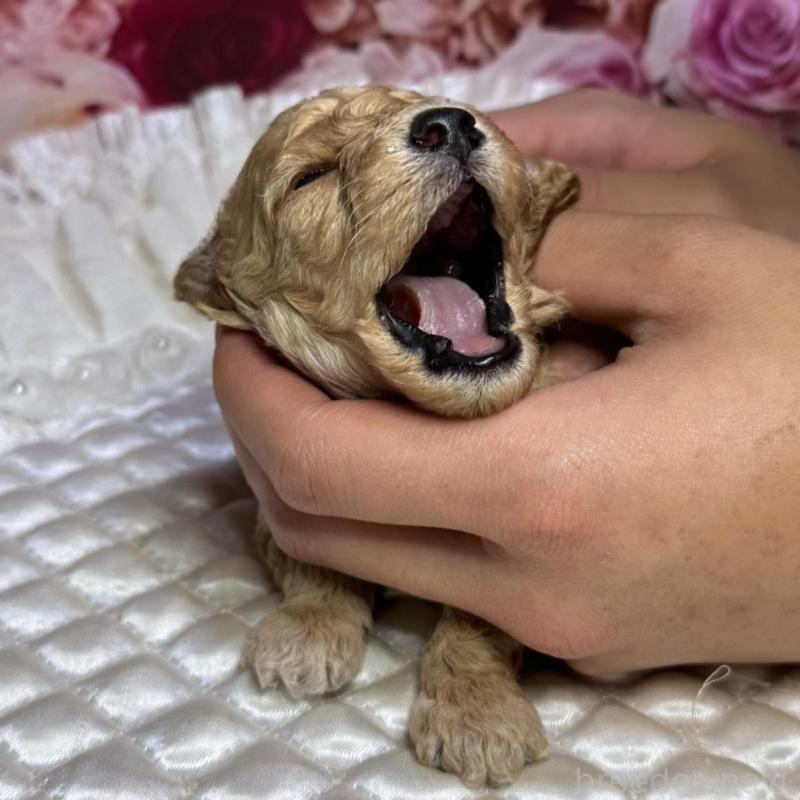 販売中の広島県のトイプードル-422708の3枚目