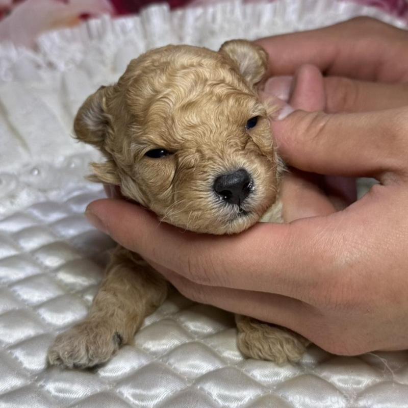 販売中の広島県のトイプードル-422708の2枚目