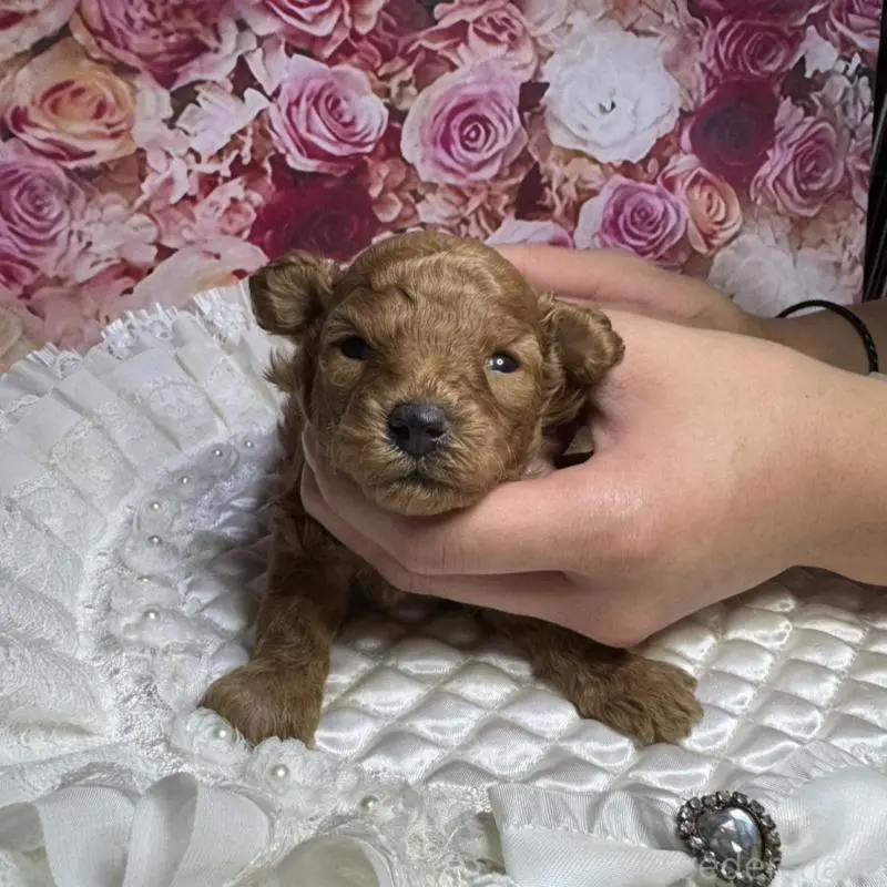 販売中の広島県のトイプードル-422709の1枚目