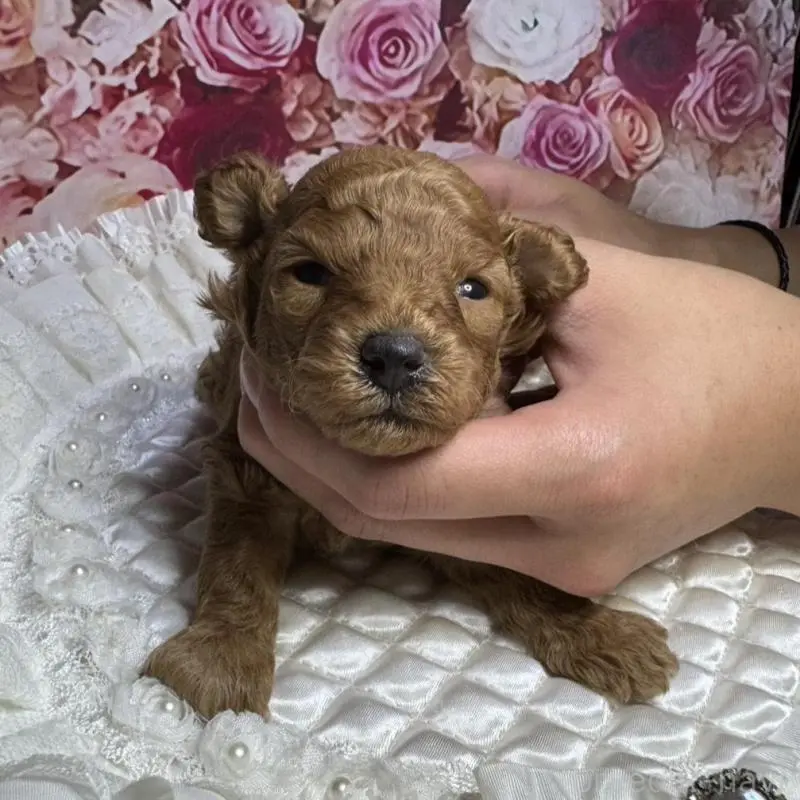 販売中の広島県のトイプードル-422709の5枚目