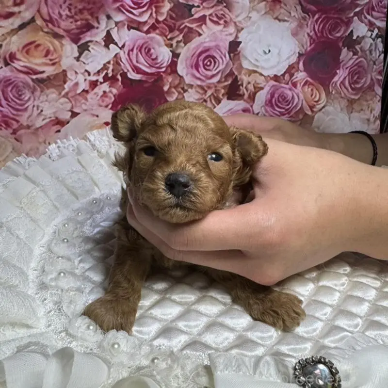 販売中の広島県のトイプードル-422709の4枚目