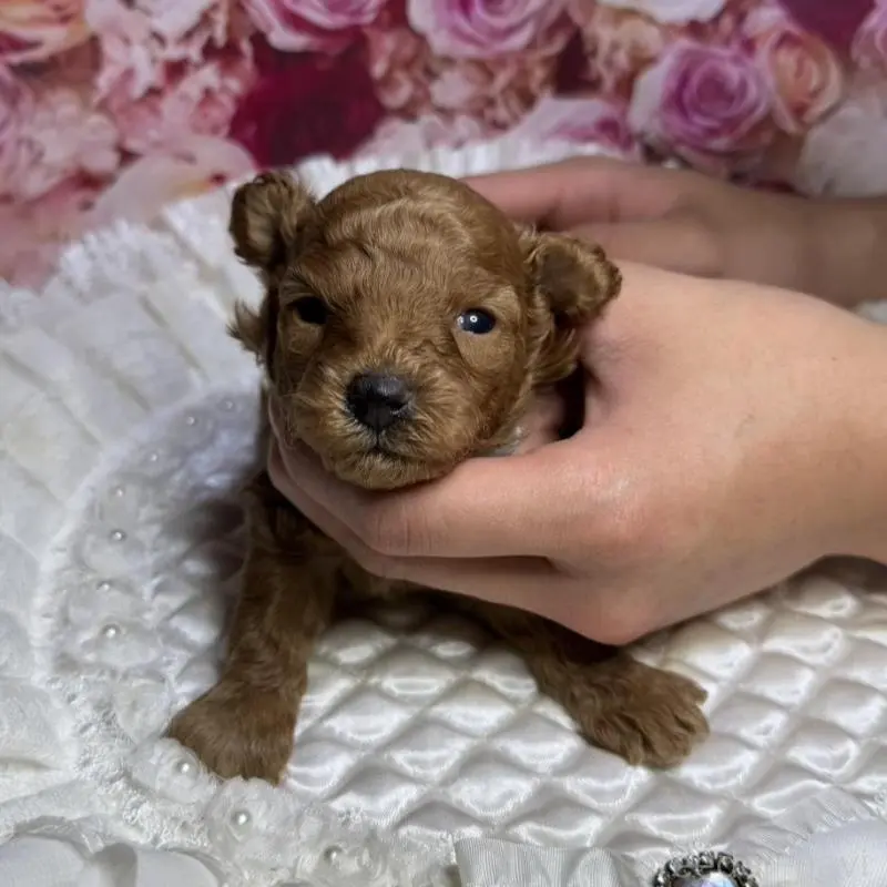 販売中の広島県のトイプードル-422709の3枚目