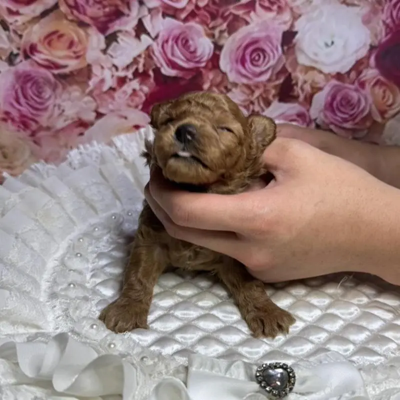 販売中の広島県のトイプードル-422709の2枚目