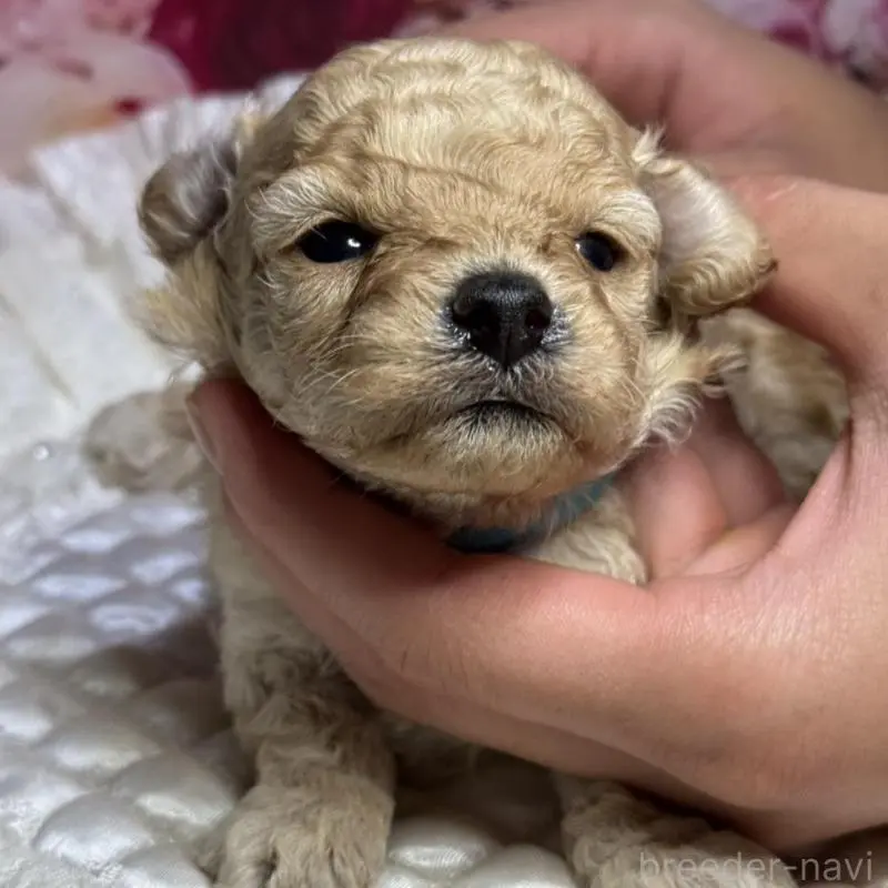 販売中の広島県のトイプードル-422710