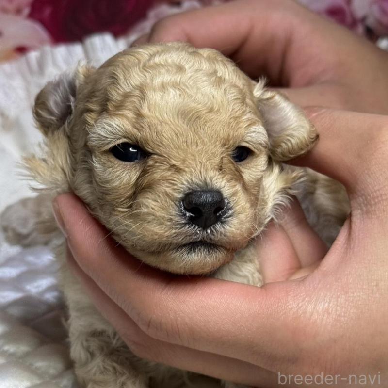 販売中の広島県のトイプードル-422710の5枚目