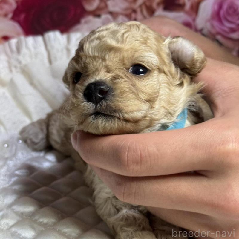 販売中の広島県のトイプードル-422710の4枚目