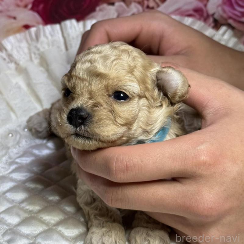 販売中の広島県のトイプードル-422710の3枚目