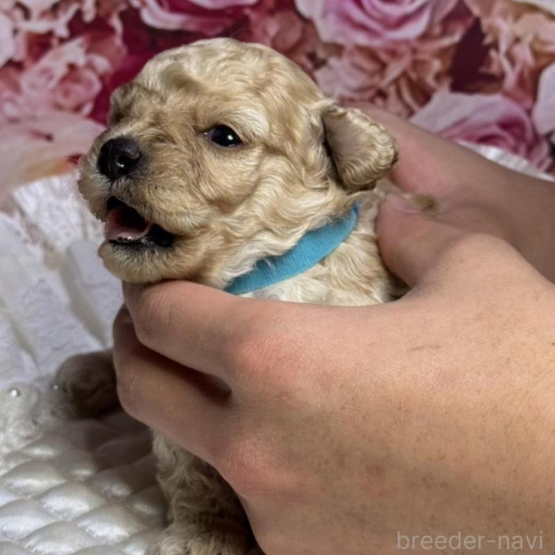 販売中の広島県のトイプードル-422710の2枚目