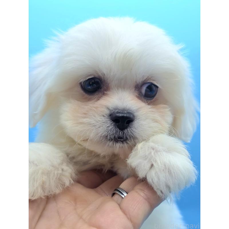 販売中の静岡県のミックス犬-422747の3枚目