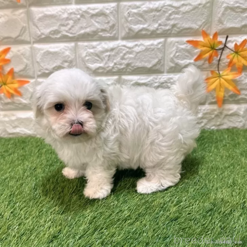 販売中の愛知県のマルチーズ-420625