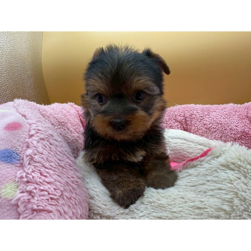 販売中の東京都のヨークシャーテリア-422714の12枚目