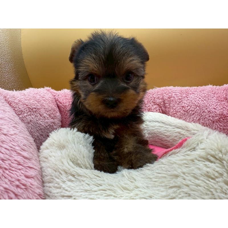 販売中の東京都のヨークシャーテリア-422714の11枚目