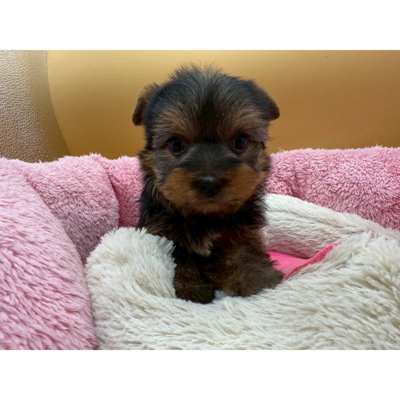 販売中の東京都のヨークシャーテリア-422714の10枚目