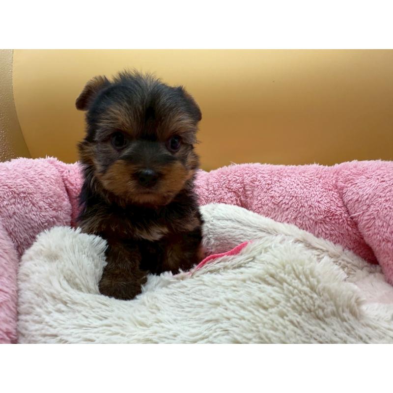 販売中の東京都のヨークシャーテリア-422714の9枚目