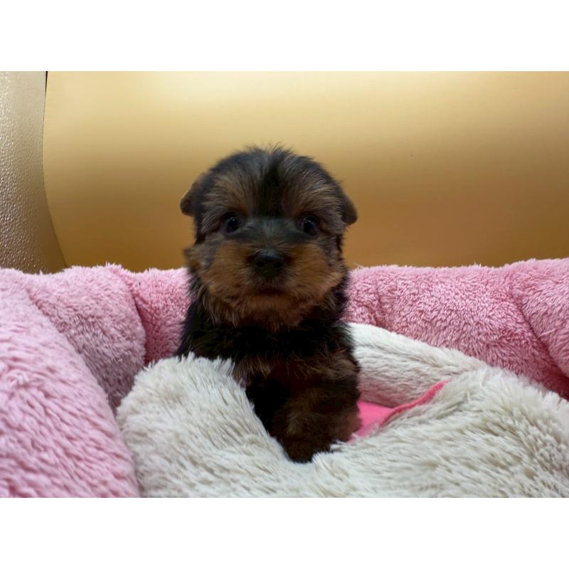 販売中の東京都のヨークシャーテリア-422714の8枚目