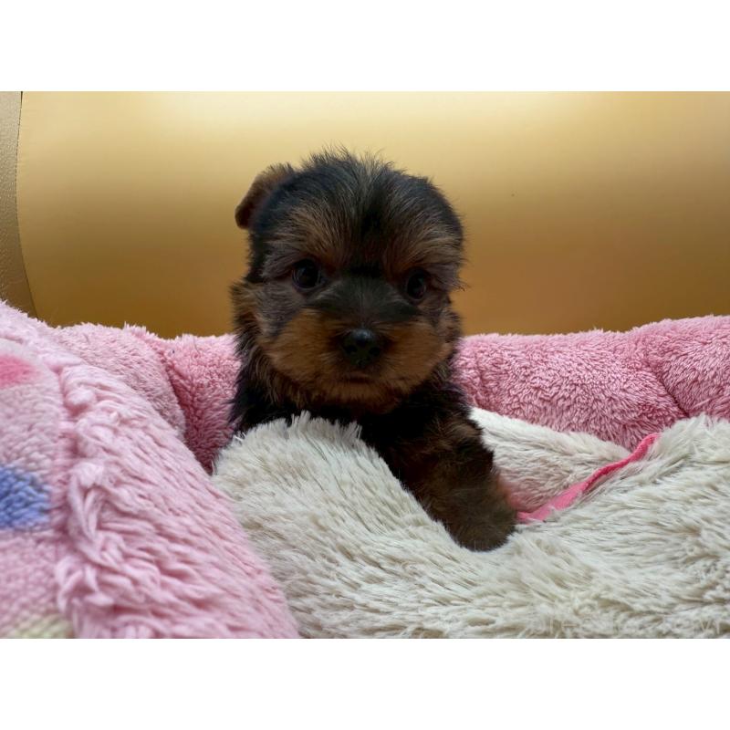 販売中の東京都のヨークシャーテリア-422714の7枚目