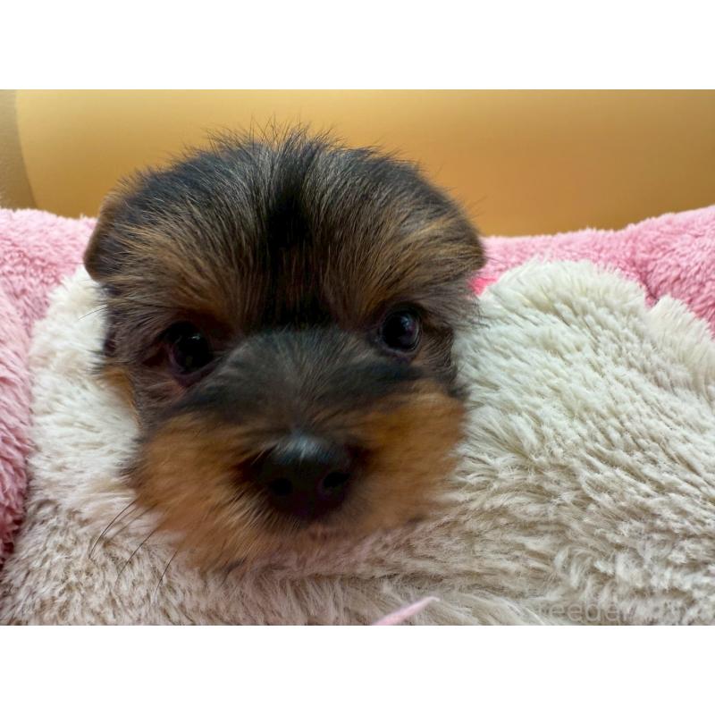 販売中の東京都のヨークシャーテリア-422714の6枚目