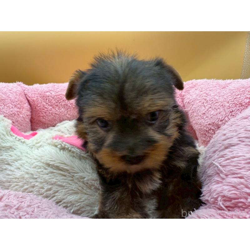 販売中の東京都のヨークシャーテリア-422714の5枚目