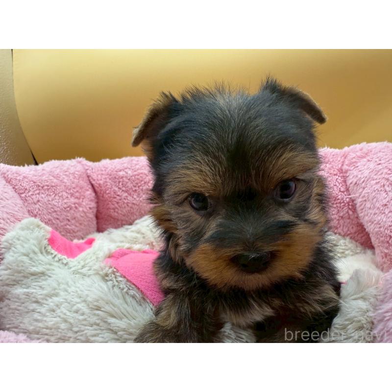 販売中の東京都のヨークシャーテリア-422714の4枚目