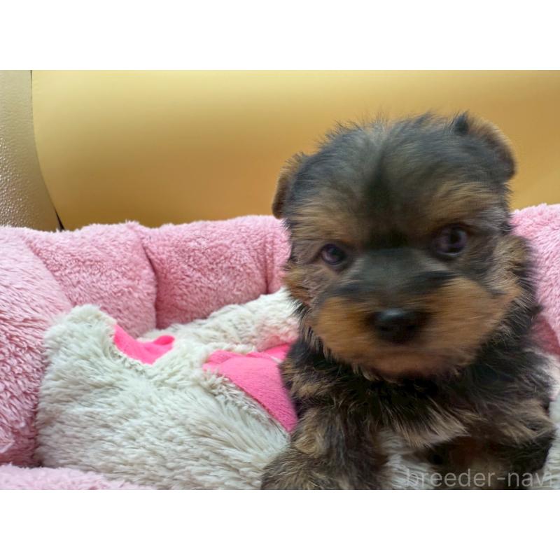 販売中の東京都のヨークシャーテリア-422714の3枚目