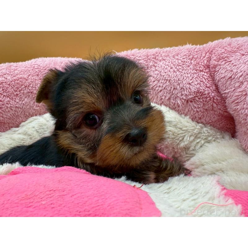 販売中の東京都のヨークシャーテリア-422714の2枚目