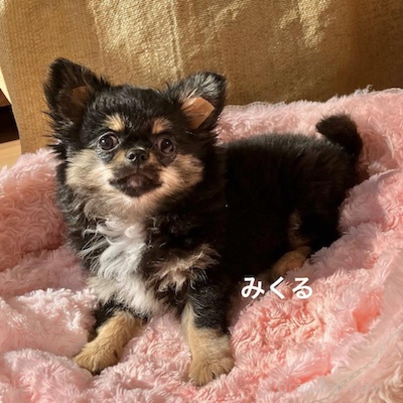 販売中の群馬県のチワワ(ロングコート)-422713の7枚目