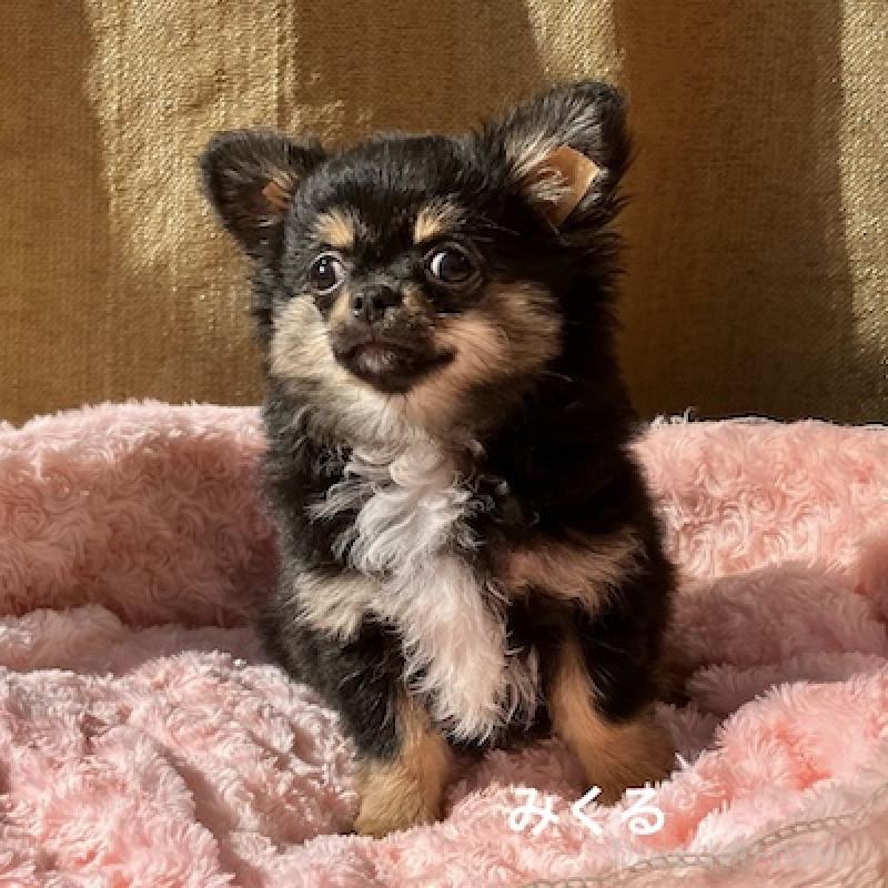 販売中の群馬県のチワワ(ロングコート)-422713の5枚目