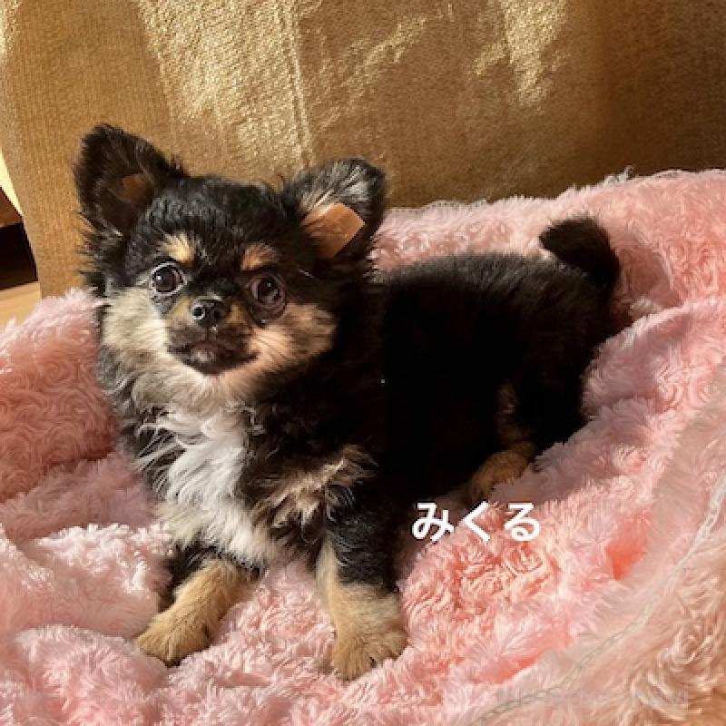 販売中の群馬県のチワワ(ロングコート)-422713の6枚目