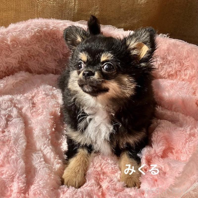 販売中の群馬県のチワワ(ロングコート)-422713の4枚目