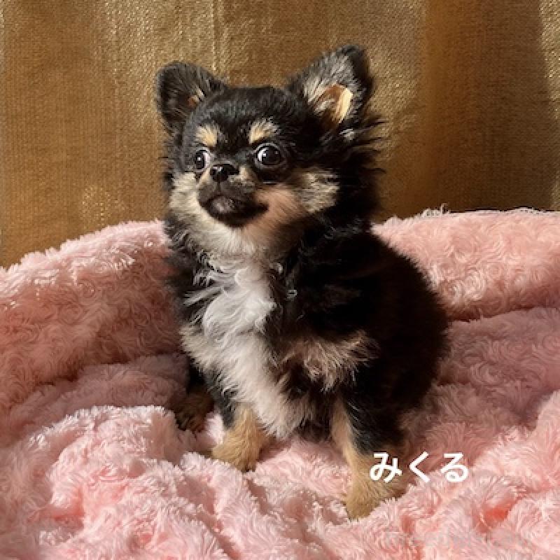 販売中の群馬県のチワワ(ロングコート)-422713の3枚目