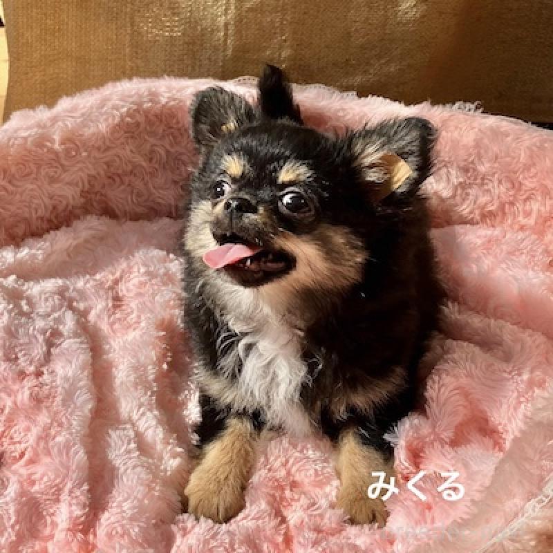 販売中の群馬県のチワワ(ロングコート)-422713の2枚目