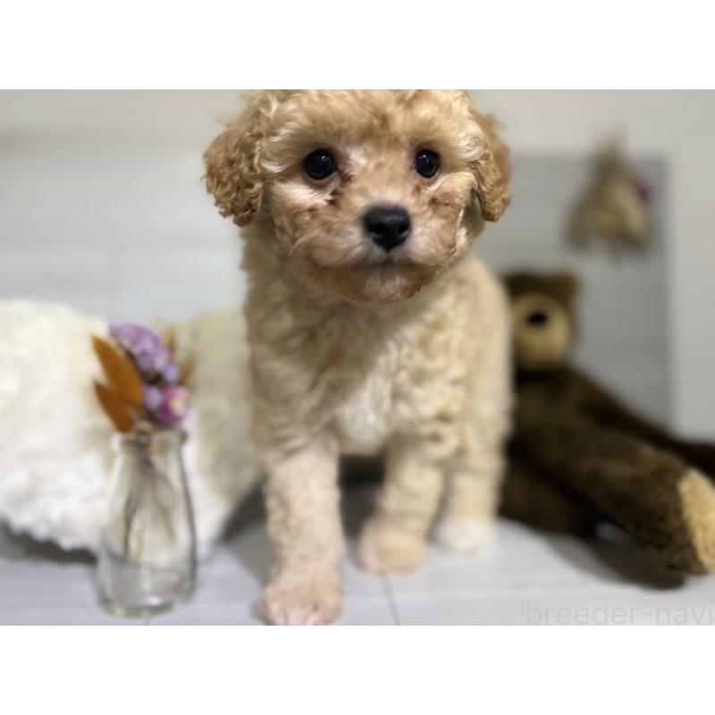 販売中の埼玉県のポメプー:ポメラニアン×トイプードル-422715の12枚目