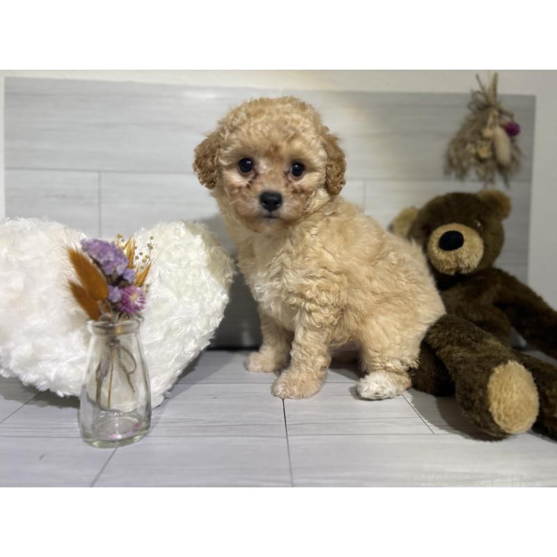 販売中の埼玉県のポメプー:ポメラニアン×トイプードル-422715の11枚目