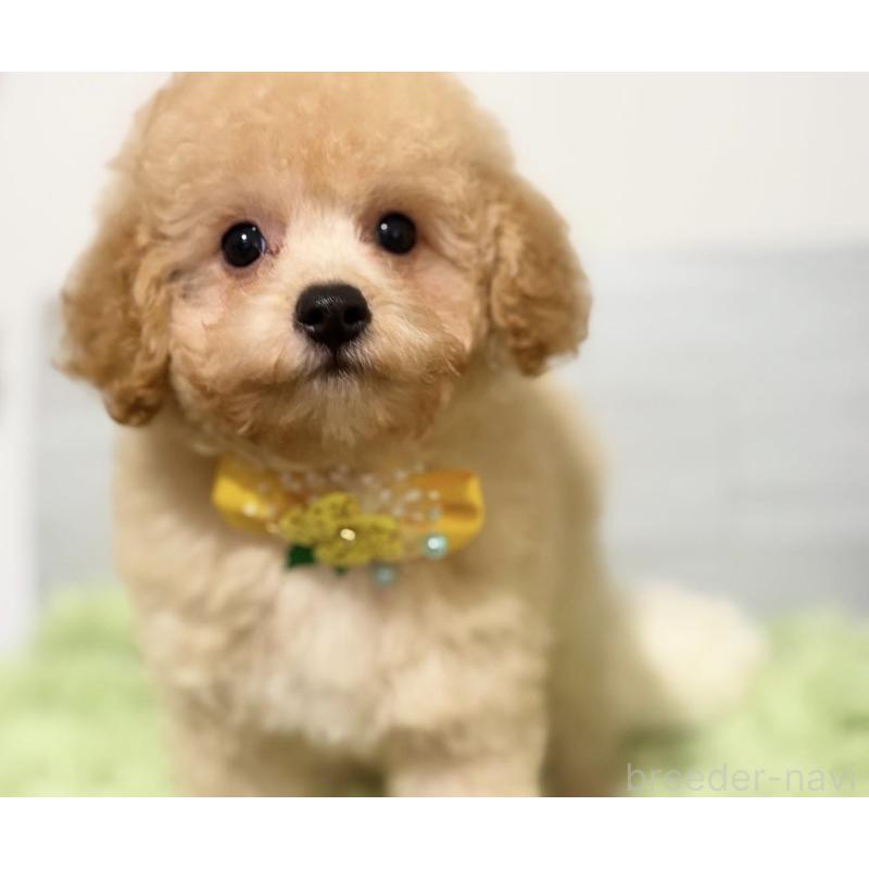 販売中の埼玉県のポメプー:ポメラニアン×トイプードル-422715の9枚目