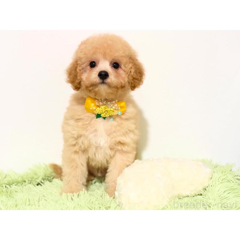 販売中の埼玉県のポメプー:ポメラニアン×トイプードル-422715の8枚目