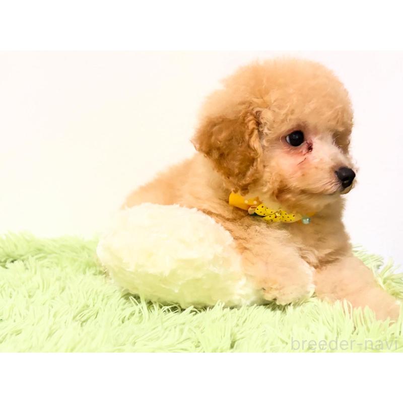 販売中の埼玉県のポメプー:ポメラニアン×トイプードル-422715の7枚目