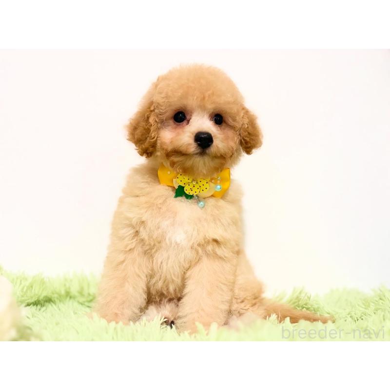 販売中の埼玉県のポメプー:ポメラニアン×トイプードル-422715の6枚目