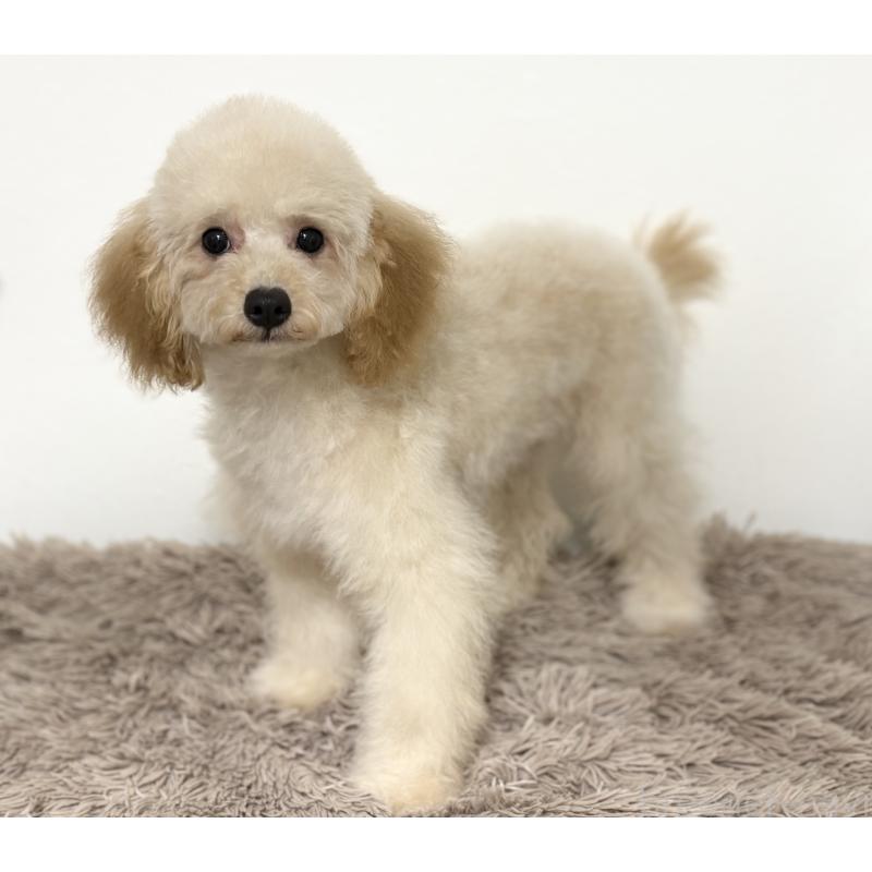 販売中の埼玉県のポメプー:ポメラニアン×トイプードル-422715の5枚目