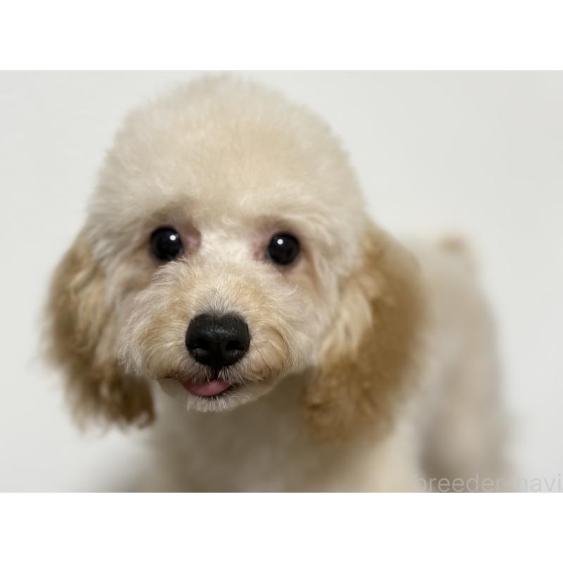 販売中の埼玉県のポメプー:ポメラニアン×トイプードル-422715の4枚目