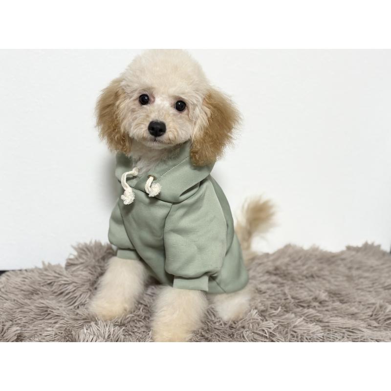 販売中の埼玉県のポメプー:ポメラニアン×トイプードル-422715の3枚目