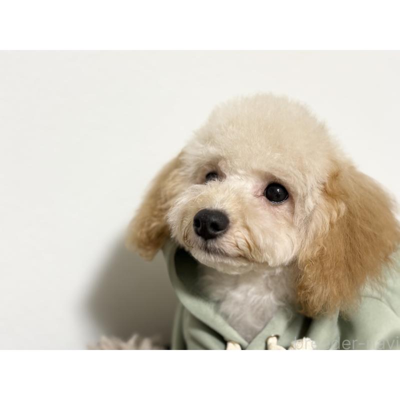 販売中の埼玉県のポメプー:ポメラニアン×トイプードル-422715の2枚目