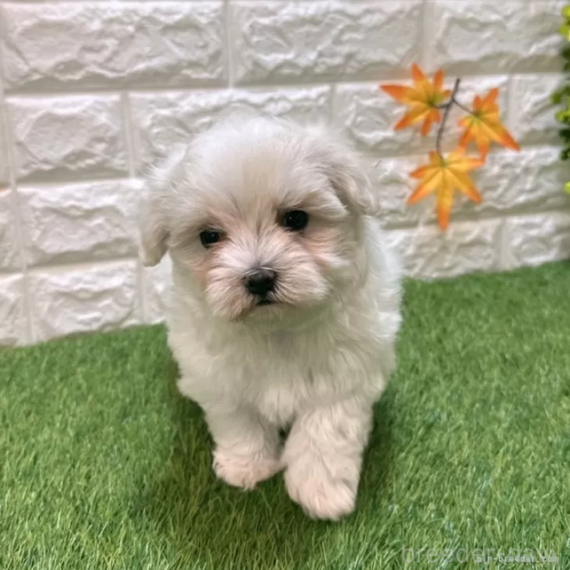 販売中の愛知県のマルチーズ-420630