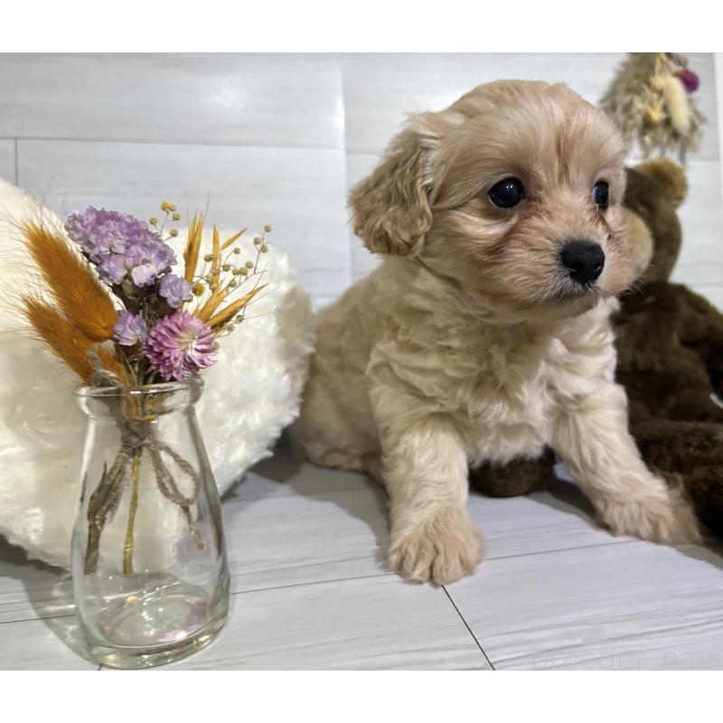 販売中の埼玉県のポメプー:ポメラニアン×トイプードル-422717の12枚目