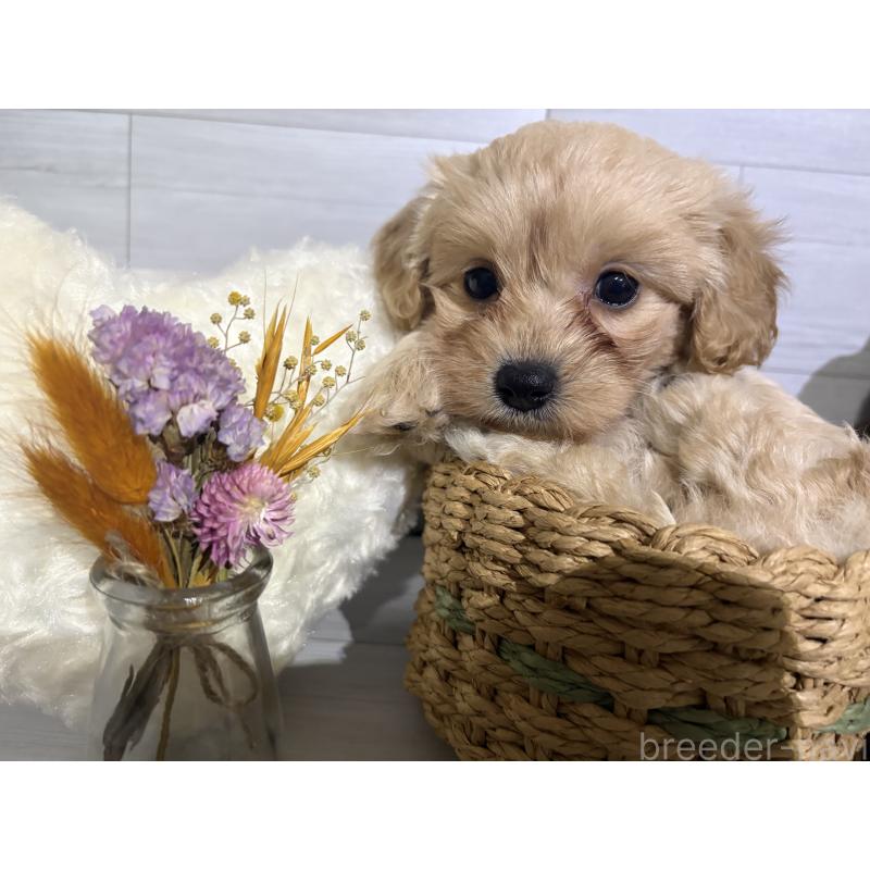 販売中の埼玉県のポメプー:ポメラニアン×トイプードル-422717の11枚目