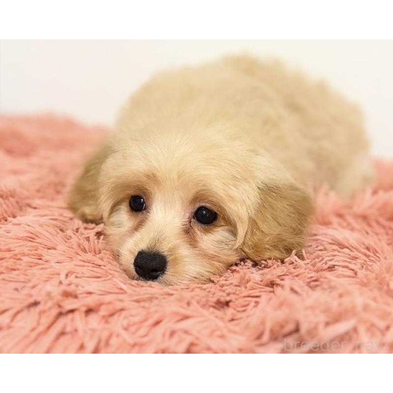 販売中の埼玉県のポメプー:ポメラニアン×トイプードル-422717の9枚目