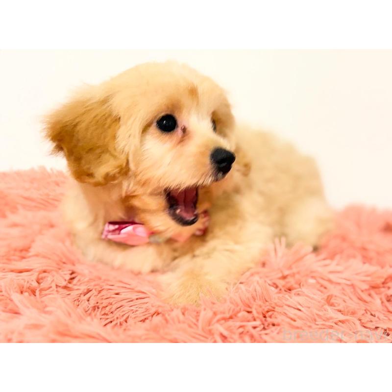 販売中の埼玉県のポメプー:ポメラニアン×トイプードル-422717の10枚目