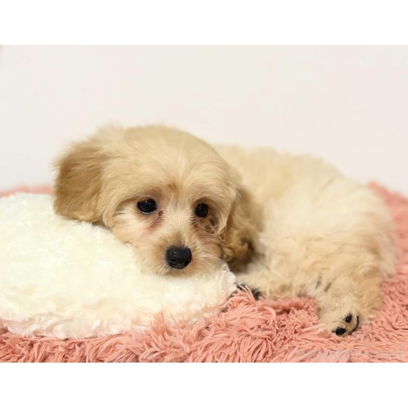 販売中の埼玉県のポメプー:ポメラニアン×トイプードル-422717の8枚目