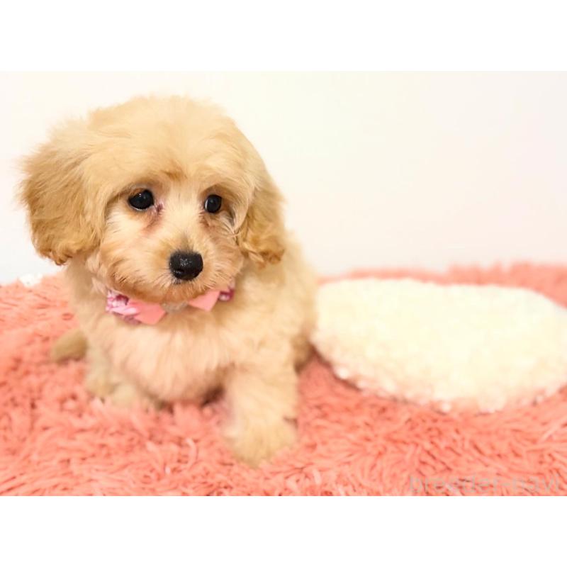 販売中の埼玉県のポメプー:ポメラニアン×トイプードル-422717の7枚目