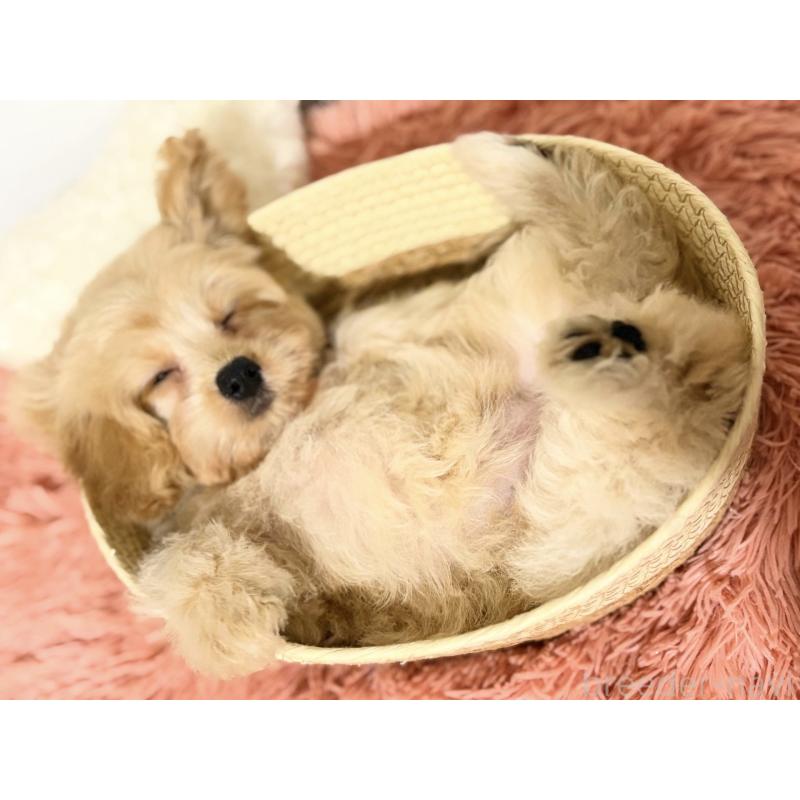 販売中の埼玉県のポメプー:ポメラニアン×トイプードル-422717の6枚目