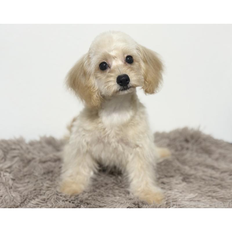 販売中の埼玉県のポメプー:ポメラニアン×トイプードル-422717